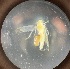  (Erythridula celebrata - MRR_46_Host)  @11 [ ] Copyright (2025) Jeremy Blaschke Union University