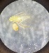  (Erythridula penelutea - MRR_48_Host)  @11 [ ] Copyright (2025) Jeremy Blaschke Union University