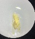  (Eratoneura ingrata - MRR_56_Host)  @11 [ ] Copyright (2025) Jeremy Blaschke Union University