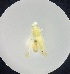  (Eratoneura incondita - MRR_57_Host)  @11 [ ] Copyright (2025) Jeremy Blaschke Union University
