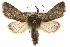  (Pleromelloida conserta - CCGBOLD00007)  @15 [ ] CreativeCommons - Attribution (2010) Unspecified Centre for Biodiversity Genomics