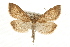 (Mecyna - CCGBOLD00107)  @15 [ ] CreativeCommons - Attribution (2010) Unspecified Centre for Biodiversity Genomics