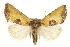  (Stiria dyari - CCGBOLD00111)  @15 [ ] CreativeCommons - Attribution (2010) Unspecified Centre for Biodiversity Genomics
