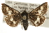  (Heliothodes - CCGBOLD00129)  @14 [ ] CreativeCommons - Attribution (2010) Unspecified Centre for Biodiversity Genomics