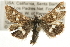  (Heliothodes diminutivus - CCGBOLD00130)  @14 [ ] CreativeCommons - Attribution (2010) Unspecified Centre for Biodiversity Genomics
