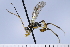  (Sympherta fucata - ATBI000015639)  @11 [ ] Copyright (2022) Jeremy Blaschke Union University