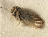  (Cyamophila glycyrrhizae - CGHTA-022)  @11 [ ] CreativeCommons - Attribution (2009) Unspecified Centre for Biodiversity Genomics