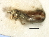  ( - CGHTA-036)  @11 [ ] CreativeCommons - Attribution (2009) Unspecified Centre for Biodiversity Genomics