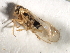  ( - CGHTA-067)  @12 [ ] CreativeCommons - Attribution (2009) Unspecified Centre for Biodiversity Genomics
