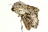  ( - UKLB4D06)  @12 [ ] CreativeCommons - Attribution (2009) Unspecified Centre for Biodiversity Genomics