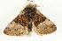  ( - UKLB8B11)  @11 [ ] CreativeCommons - Attribution (2009) Unspecified Centre for Biodiversity Genomics