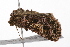  ( - UKLB5G08)  @11 [ ] CreativeCommons - Attribution (2009) Unspecified Centre for Biodiversity Genomics