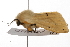  ( - UKLB5G09)  @12 [ ] CreativeCommons - Attribution (2009) Unspecified Centre for Biodiversity Genomics