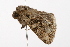  ( - UKLB10F08)  @11 [ ] CreativeCommons - Attribution (2009) Unspecified Centre for Biodiversity Genomics