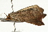  ( - UKLB21H04)  @13 [ ] CreativeCommons - Attribution (2009) Unspecified Centre for Biodiversity Genomics
