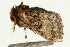  ( - UKLB11F08)  @11 [ ] CreativeCommons - Attribution (2009) Unspecified Centre for Biodiversity Genomics