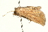  ( - UKLB11G06)  @12 [ ] CreativeCommons - Attribution (2009) Unspecified Centre for Biodiversity Genomics