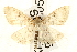  (Anania perlucidalis - UKLB19H05)  @14 [ ] CreativeCommons - Attribution (2009) Unspecified Centre for Biodiversity Genomics