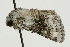  ( - UKLB26C06)  @12 [ ] CreativeCommons - Attribution (2009) Unspecified Centre for Biodiversity Genomics