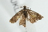  ( - UKLB30A11)  @12 [ ] CreativeCommons - Attribution (2009) Unspecified Centre for Biodiversity Genomics