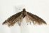  (Scythris grandipennis - UKLB30F11)  @13 [ ] CreativeCommons - Attribution (2009) Unspecified Centre for Biodiversity Genomics