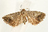  ( - UKLB30G11)  @13 [ ] CreativeCommons - Attribution (2009) Unspecified Centre for Biodiversity Genomics