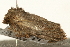  ( - UKLB22C03)  @13 [ ] CreativeCommons - Attribution (2009) Unspecified Centre for Biodiversity Genomics
