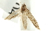 ( - UKLB29C04)  @12 [ ] CreativeCommons - Attribution (2009) Unspecified Centre for Biodiversity Genomics