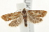  ( - UKLB31A06)  @13 [ ] CreativeCommons - Attribution (2009) Unspecified Centre for Biodiversity Genomics