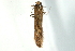  ( - UKLB32B07)  @12 [ ] CreativeCommons - Attribution (2009) Unspecified Centre for Biodiversity Genomics