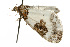  ( - UKLB24C03)  @12 [ ] CreativeCommons - Attribution (2009) Unspecified Centre for Biodiversity Genomics