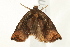  ( - UKLB34D02)  @13 [ ] CreativeCommons - Attribution (2009) Unspecified Centre for Biodiversity Genomics