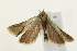  ( - UKLB34D05)  @13 [ ] CreativeCommons - Attribution (2009) Unspecified Centre for Biodiversity Genomics