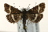  (Pyrausta cingulata - UKLB41A10)  @15 [ ] CreativeCommons - Attribution (2009) Unspecified Centre for Biodiversity Genomics