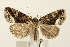  ( - UKLB41D10)  @14 [ ] CreativeCommons - Attribution (2009) Unspecified Centre for Biodiversity Genomics