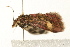  ( - UKLB41G11)  @11 [ ] CreativeCommons - Attribution (2009) Unspecified Centre for Biodiversity Genomics