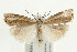  (Crambus uliginosellus - UKLB40G12)  @14 [ ] CreativeCommons - Attribution (2009) Unspecified Centre for Biodiversity Genomics