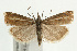  (Crambus lathoniellus - UKLB40H02)  @15 [ ] CreativeCommons - Attribution (2009) Unspecified Centre for Biodiversity Genomics