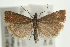  (Platytes cerussella - UKLB40H10)  @14 [ ] CreativeCommons - Attribution (2009) Unspecified Centre for Biodiversity Genomics