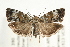  ( - UKLB39C06)  @14 [ ] CreativeCommons - Attribution (2009) Unspecified Centre for Biodiversity Genomics
