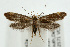  (Metalampra italica - UKLB39F09)  @14 [ ] CreativeCommons - Attribution (2009) Unspecified Centre for Biodiversity Genomics