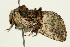  ( - UKLB38C09)  @11 [ ] CreativeCommons - Attribution (2009) Unspecified Centre for Biodiversity Genomics