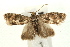  ( - UKLB43A01)  @13 [ ] CreativeCommons - Attribution (2009) Unspecified Centre for Biodiversity Genomics