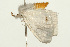  ( - UKLB38G03)  @13 [ ] CreativeCommons - Attribution (2009) Unspecified Centre for Biodiversity Genomics