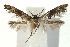  (Epermenia chaerophyllella - UKLB43D01)  @13 [ ] CreativeCommons - Attribution (2009) Unspecified Centre for Biodiversity Genomics