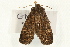  ( - UKLB37F12)  @12 [ ] CreativeCommons - Attribution (2009) Unspecified Centre for Biodiversity Genomics
