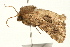  ( - UKLB37G06)  @11 [ ] CreativeCommons - Attribution (2009) Unspecified Centre for Biodiversity Genomics