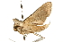  ( - UKLB36F01)  @12 [ ] CreativeCommons - Attribution (2009) Unspecified Centre for Biodiversity Genomics