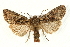  (Lacanobia thalassina - UKLB35C06)  @14 [ ] CreativeCommons - Attribution (2009) Unspecified Centre for Biodiversity Genomics