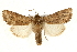  ( - UKLB35C12)  @11 [ ] CreativeCommons - Attribution (2009) Unspecified Centre for Biodiversity Genomics
